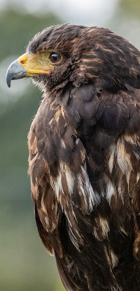 Woestijnbuizerd 