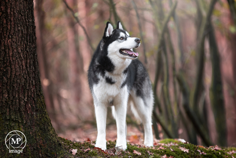 Husky Odin