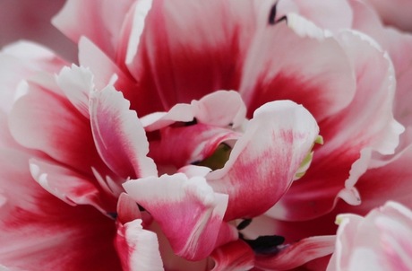 Tulp in wit en rood