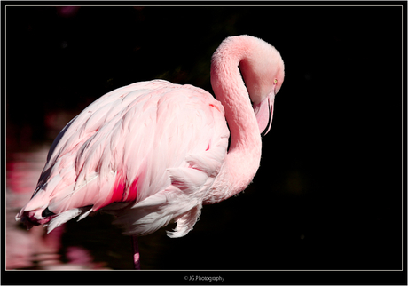 Flamingo