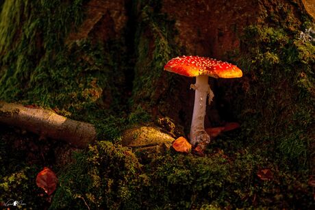 On a large mushroom red with white dots,