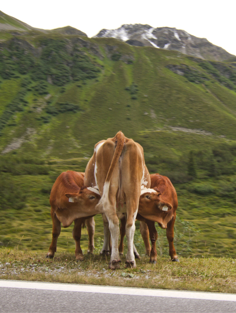 Samen drinken