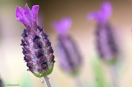 Lavendel