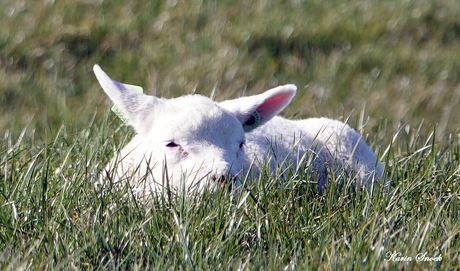 "Genieten van het zonnetje..."