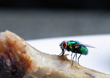 Groene vlieg aan de barbecue