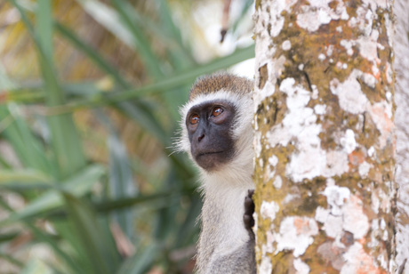 Groene Meerkat