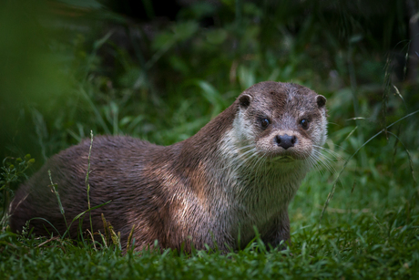 Otter