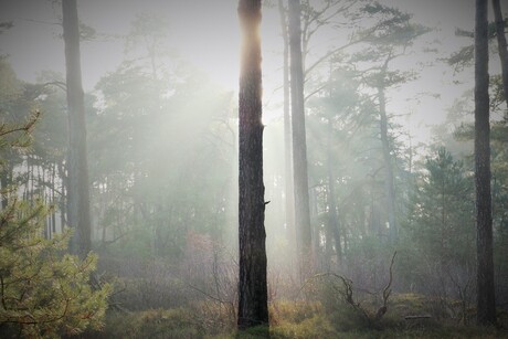 zonnestralen rond de boom..