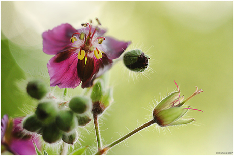 Bearded flower.......