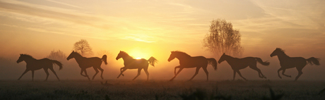 Running horses