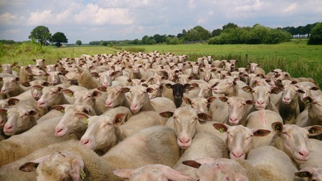 Het zwarte schaap