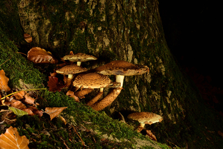Een groepje paddenstoelen