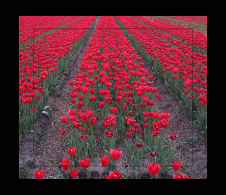 Een veld vol rode tulpen
