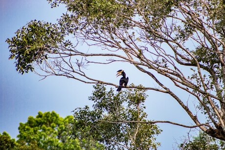 Sigiriya - malabarneushoornvogel