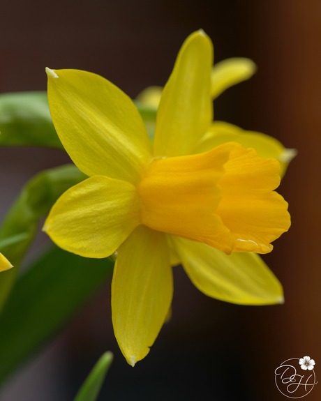 Prachtige narcis