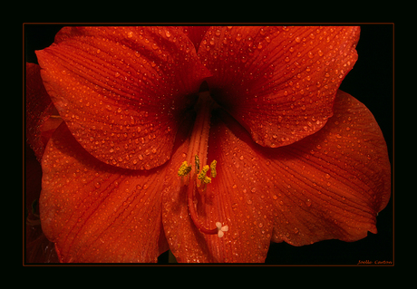 Amaryllis