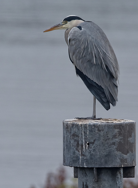 Meinerswijk.5 - Reiger