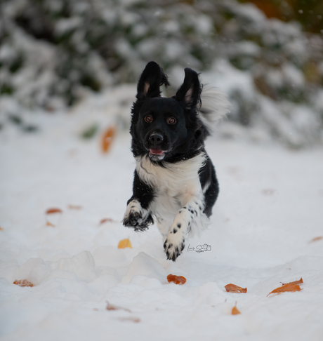 Ochtend wandeling in de sneeuw