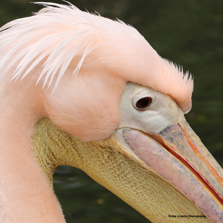 Roze Pelikaan