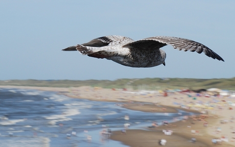 scheveningen