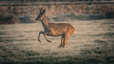 Kwam even langs springen