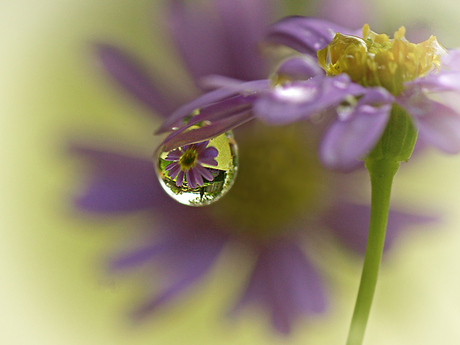 Purple flowers and droplets