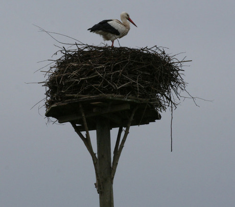 Ooievaar op nest