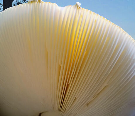 Natuurlijke parasol