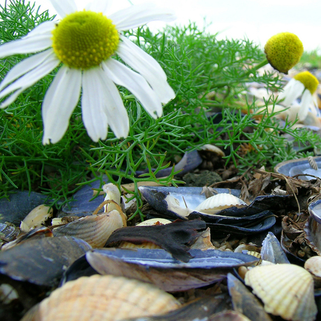 Zeebloemen of landschelpen