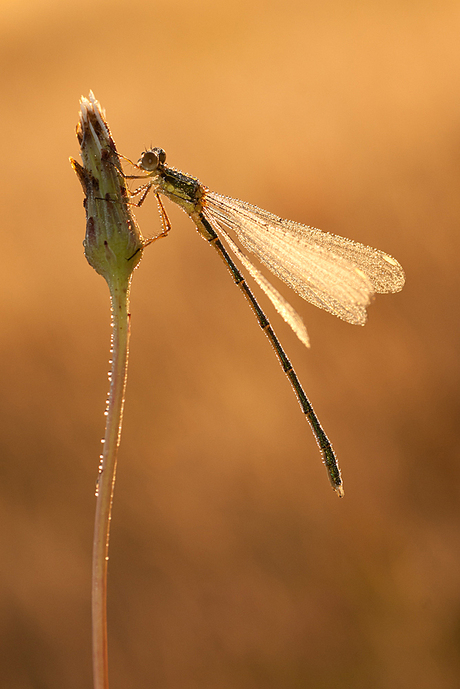 in the morning light!