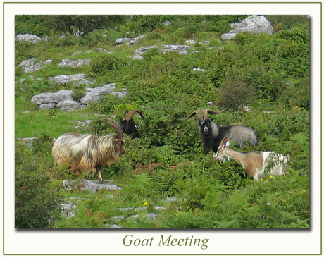 Goat Meeting