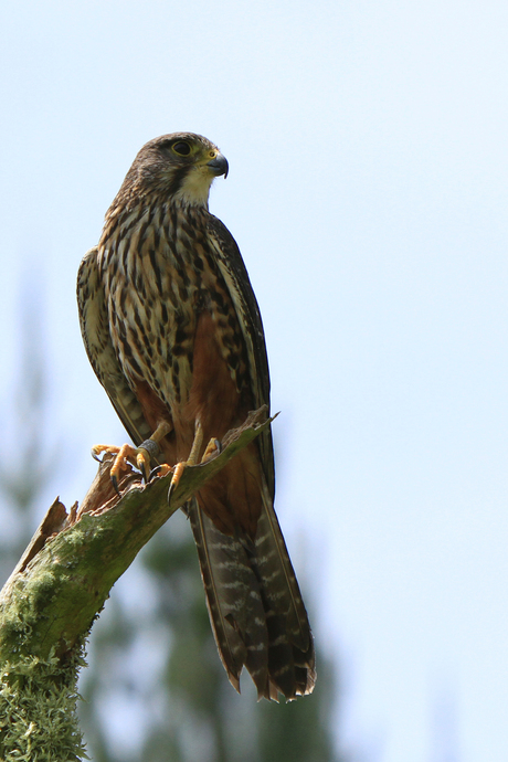 Wingspan birds of prey, New Zealand falcon