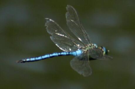 Keizerslibel of Anax Imperator mannetje