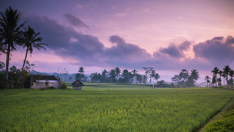 Zonsopkomst bij een rijstveld in Bali