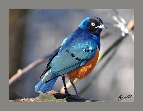 3kleuren glansspreeuw