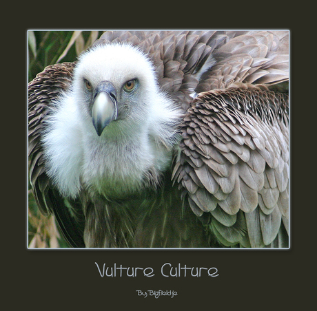05 - Vulture Culture