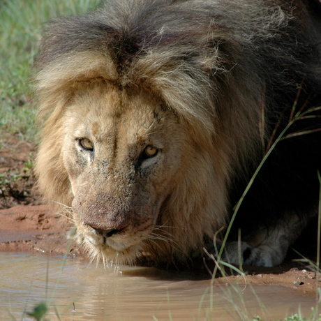 King of the jungle in Entabeni Park Zuid Afrika