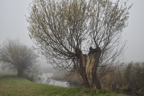 Knotwilgen in de mist