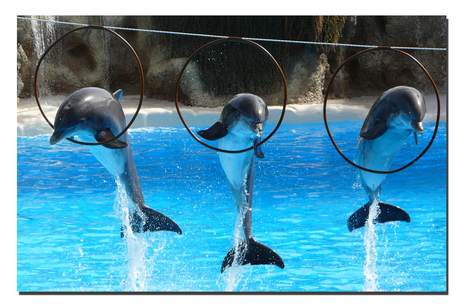 Dolfijnen show