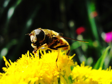 Bee