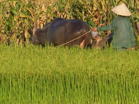 Waterbuffel in rijstveld