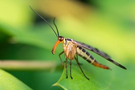 Buitenaards insect