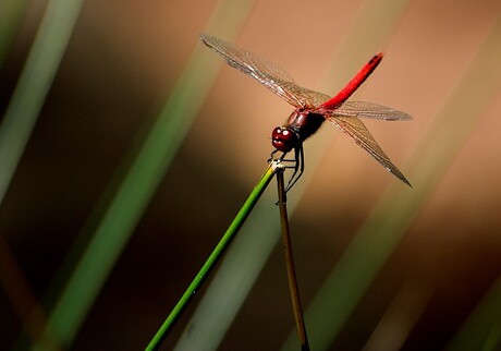 Rode libelle