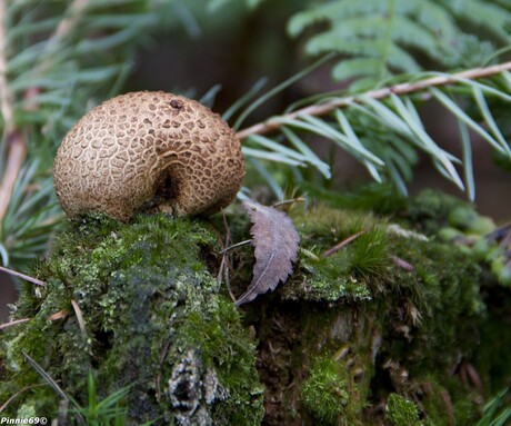 Sfeervolle herfstplaat