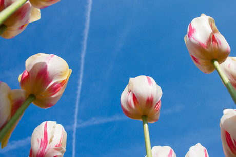 Tulpen tegen de blauwe lucht