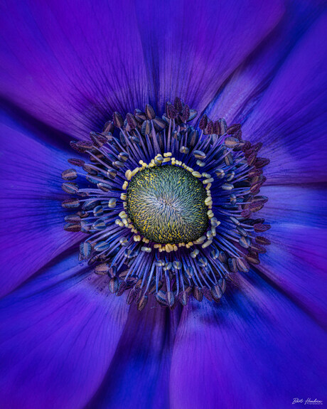 Purple Anemone