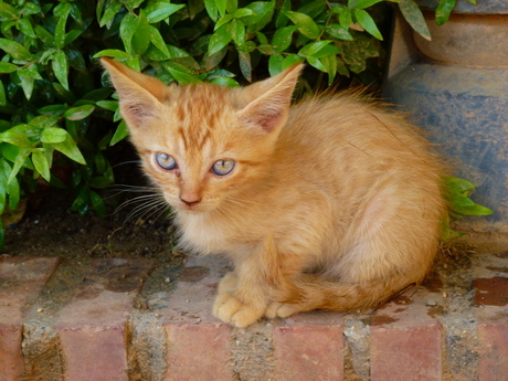 Lieve kitten met een zwaar leven
