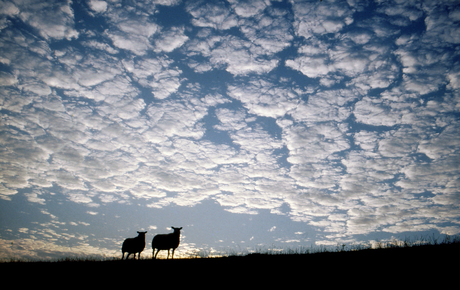 schapen(wolken).jpg