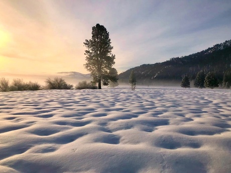 Sneeuw landschap