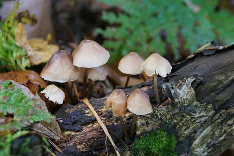 Herfst kiekje